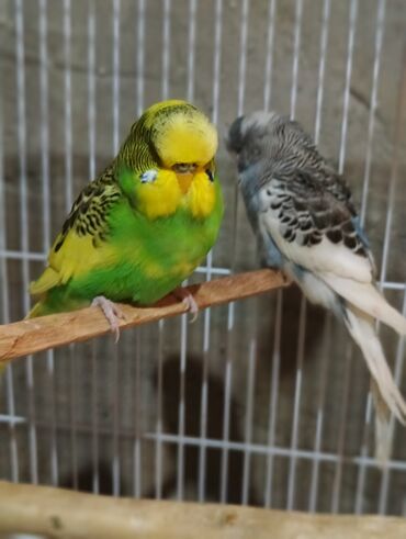 Tutuquşları: Salam 2ayliq çexlər və hazır çexlər satılır. Rəngləri çox gözəldi və — 3