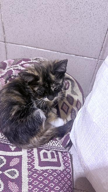 кошка породистый: Котёнок трёхцветный (черепаховый окрас) с белыми лапками и грудкой — 2