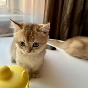 котята 1 месяц: Британская короткошёрстная, 3 месяца, Девочка, Золотая шиншилла, Приучена к лотку — 1