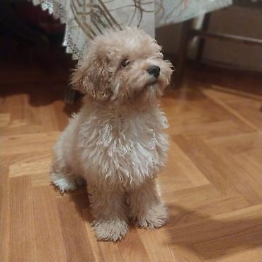 it afcarka: Pudel, 8 ay, Erkək, Peyvəndli, Ünvandan götürmə, Ödənişli çatdırılma — 4