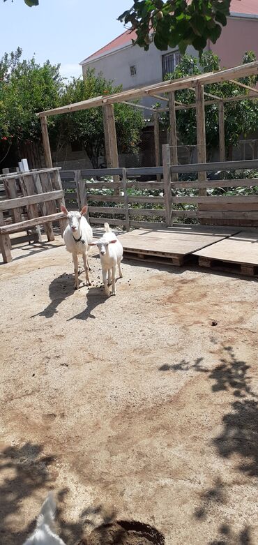 рынок животных в баку: Самка, Zanen, лет: 2, Самовывоз