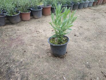 zire bitkisi: Lavanda topdan satış qiyməti 1 manat