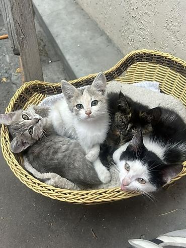 Продажа кошек: Котята в плетёной корзине - Количество: 4 котёнка - Окрас: - серый — 1