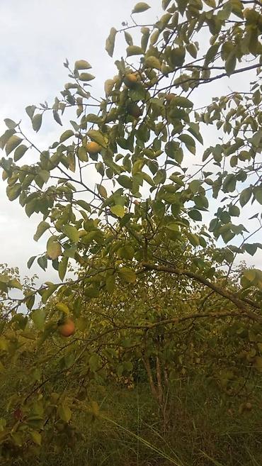 mingecevirde torpaq satisi: 263 sot, Kənd təsərrüfatı, Mülkiyyətçi, Kupça (Çıxarış) — 5
