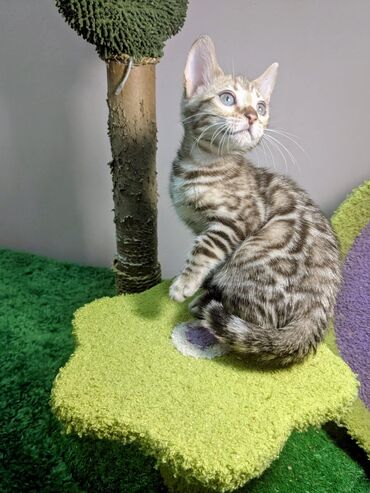 Продажа кошек: Бенгальская, 2 месяца, Мальчик, С документами, Приучена к лотку, Проглистована — 21