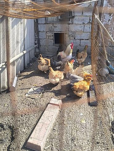 Куры, петухи: Продаю | Куры | Домашняя | Для разведения — 10