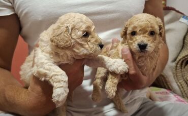 Psi: Pudle – štenad mini tipa Opis: - Preslatka legla pudli sa kovrdžavom — 9