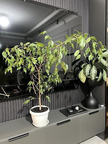 Драцены и Сансевиерии: Доставка по городу бесплатно . Адаптированные пересаженные Комнатные — 47