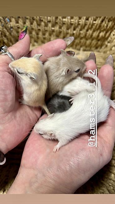 Птицы: Продаются РУЧНЫЕ песчанки. От них НЕТ ЗАПАХА, как от хомячков и крыс — 2