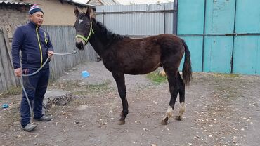 веслоухий кошка: Продаю | Жеребенок | Конный спорт