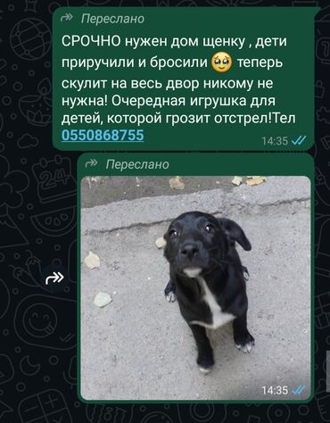 корм для коров цена: Собака даром: 7 месяцев, Самец