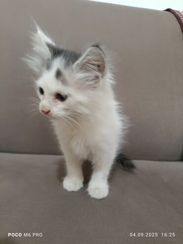 веслоухий кошка: Котёнок, белый с серыми пятнышками - Возраст на фото: примерно 1,5–2