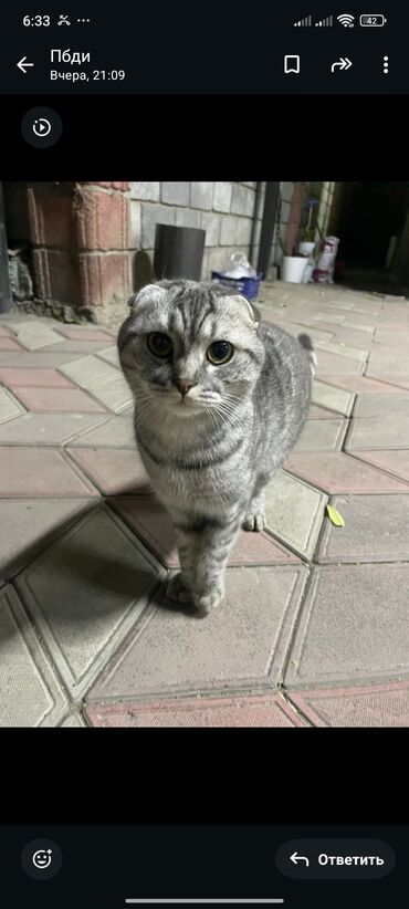 цыплят брама: Шотландская вислоухая кошка (Scottish Fold) - Порода: шотландская