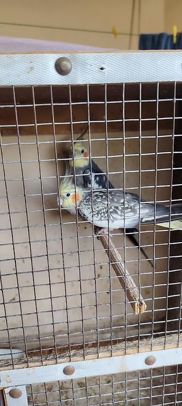Tutuquşları: Nimfa (Cockatiel) cütü – boz-sarı rəng çalarlarında, yanaqlarda — 2