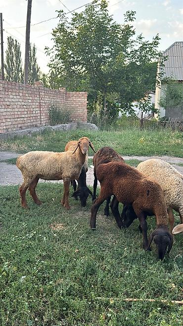 Баран, овца: Продаю | Ягненок | На забой — 4