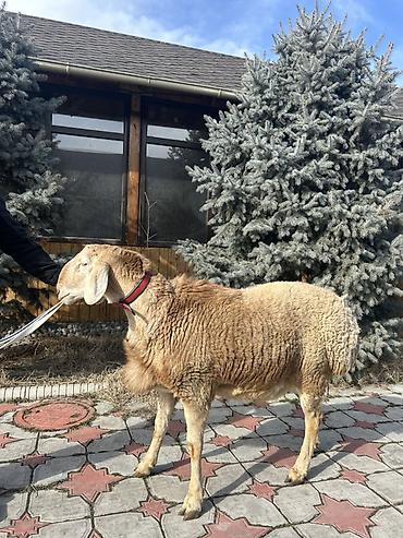 Баран, овца: Продаю | Баран (самец) | Для разведения | Племенные — 11