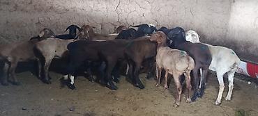 рыбы в кыргызстане: Продаю | Ягненок | На забой | Матка — 4