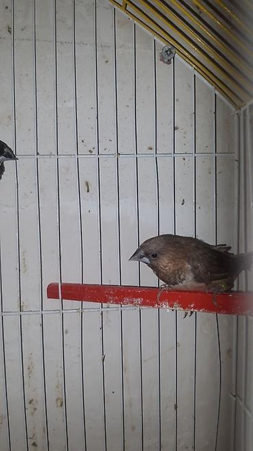 amadinlər: Hazir bala vermiw cut benqalar cutu 30manat qefes yuva qariwiq — 7