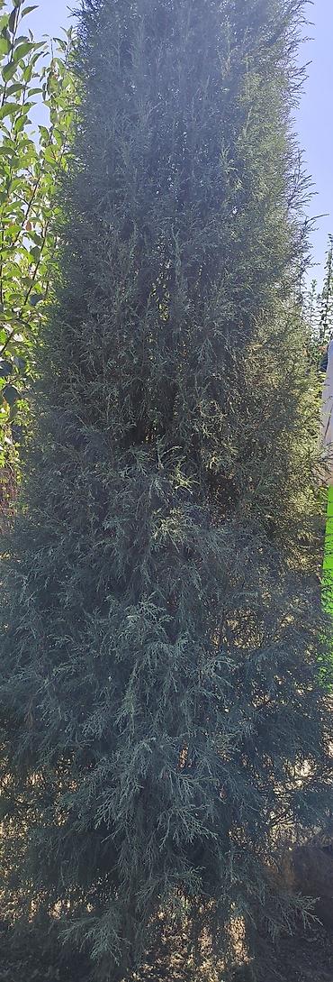 Дом и сад: Можжевельник колонновидный (вероятно, Juniperus scopulorum/virginiana — 1