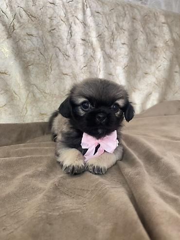 pekines dişi: Pekines — 1