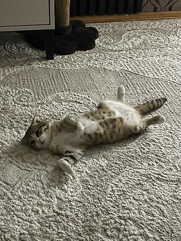 hamster satisi: Şotland yastı qulaq, Dişi, Yaxşı əllərə — 3