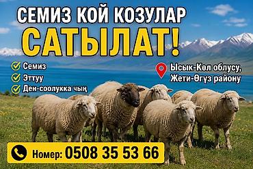 мышык бекер: Сатам | Кочкор (эркек) | Союуга — 1