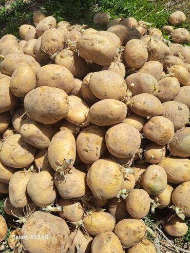 Овощи: Семена и саженцы Картофеля