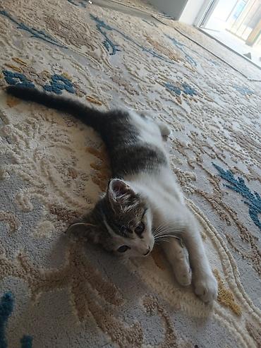 кошки сиамская: Котёнок в добрые руки. Милый домашний котёнок с бело-серым окрасом и — 2