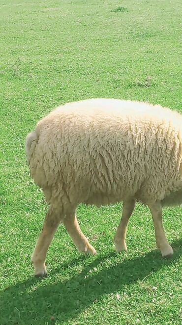 Quzu: Quzu, Erkək, ay: 7, 26 kq, Ətlik, Ünvandan götürmə — 6