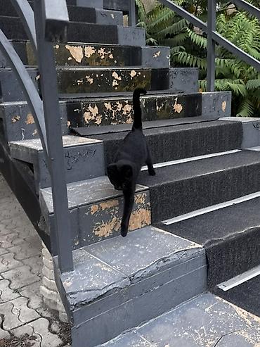 Отдам даром кошку: Кошка даром: Беспородная, Девочка — 3