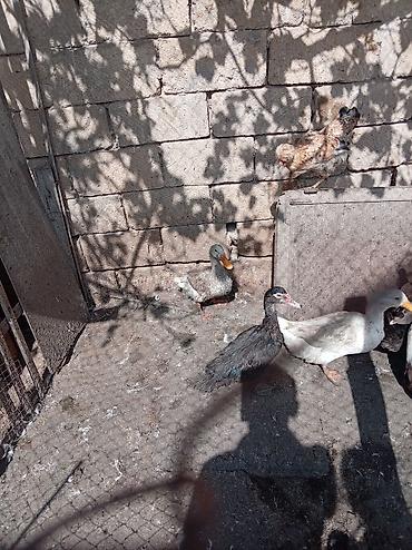 cex qus: Qarışıq cins ördəklər – təsərrüfat üçün - Şəkillərdə göründüyü kimi — 2