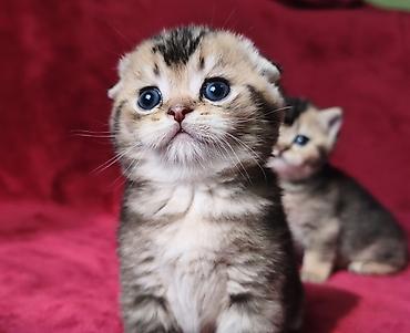 Продажа кошек: Скотиш Фолд (Шотландская вислоухая), 2 месяца, Девочка at lalafo.kg — 11 Продажа кошек: Скотиш Фолд (Шотландская вислоухая), 2 месяца, Девочка — 11