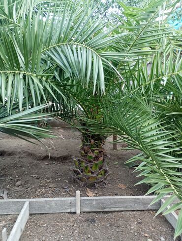 Ağaclar: Ağaclar — 10