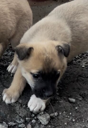 Продажа собак: 1 месяц, Самец — 5