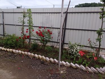 Bağ evlərinin kirayəsi: 40 kv. m, 2 otaqlı, Hovuzsuz, Kanalizasiya, İşıq, Qaz — 20