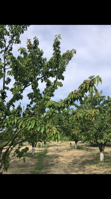 Torpaq sahələrinin satışı: 48 sot, Tikinti, Mülkiyyətçi, Bələdiyyə — 3