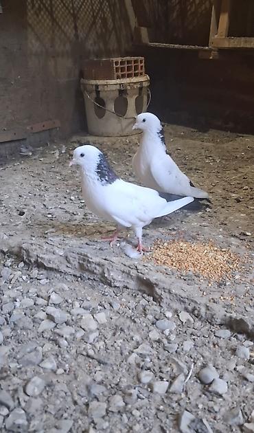 goyerçin: Peçat abrez təmiz heyvanlardı biri erkəkdi biri maya — 4