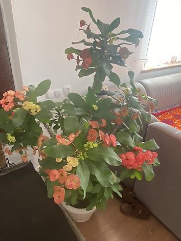 молочай цветы: Молочай Миля (Euphorbia milii) — крупный куст в напольном горшке. - — 1