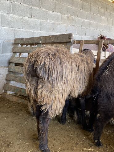 продажа щенков немецкой овчарки в бишкеке с документами: Сатам | Кочкор (эркек) | Эдильбай, Романовская, Аргын | Жүн үчүн, Союуга, Көбөйтүү үчүн | Бычылган, Ургаачы, Жасалма жол менен боозутуу