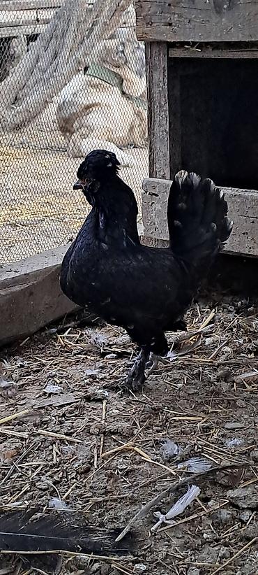 Toyuqlar: Toyuq, Damazlıq — 9