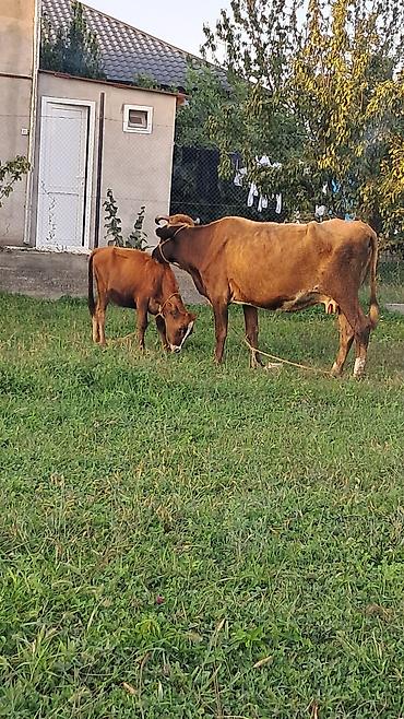 inək satisi: Dördüncü qarına doğub yanında 5 aylıq dişi danası var 2 aylıq boğazdı — 4