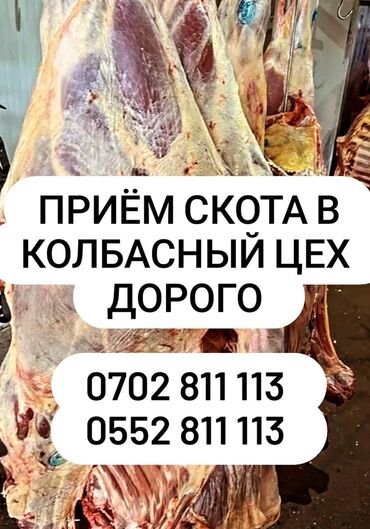 резиновые маты для крс цена в бишкеке: Куплю | Коровы, быки, Лошади, кони, Другие с/х животные | Круглосуточно, Любое состояние, Забитый