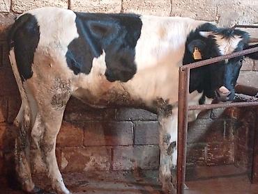 Dana, buzov: Dana Real alıcılar narahat etsin — 3
