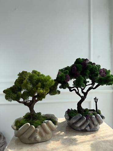 Декоративные цветы: Деревья-бонсай из натурального стабилизированного мха🌳 -это — 73