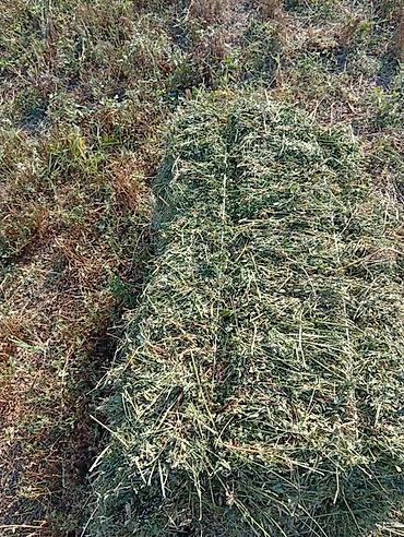Срочно продаю чистые тюки люцерна по 270 с поля lalafo.kg да — 1 Срочно продаю чистые тюки люцерна по 270 с поля — 1