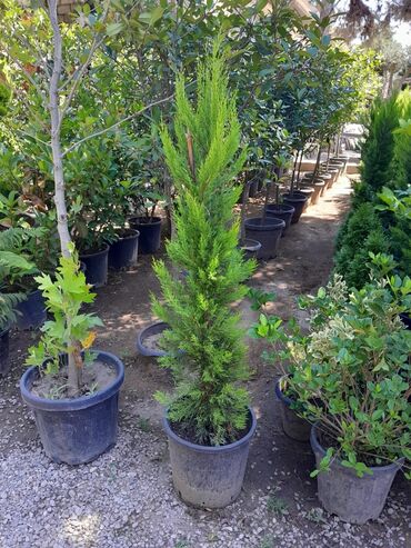 Toxumlar: Qazon satışı təbii və süni Qazonlarımız satışda mövcuddur təbii — 2