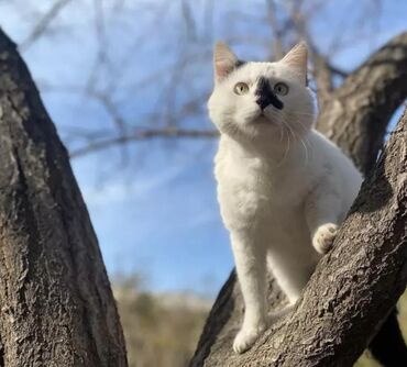 Волонтёр: Кот котик Толик ищет дом. Анатолий Сегизмундович переедет в