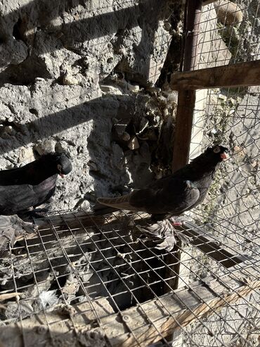 Птицы: Продаю голубей!!!! На фото представлены голуби разных пород. Цены на — 34