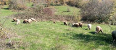 Qoyunlar, qoçlar: Dişi, Romanov, Qala, il: 1, 1 kq, Damazlıq, Südlük, Rayonlara çatdırılma, Ünvandan götürmə, Pulsuz çatdırılma — 7