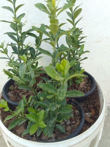 Çöl bitkiləri: Həmişə yaşıl — 18